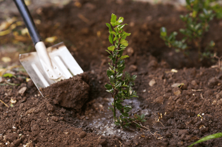 Planting shrubs improves biodiversity