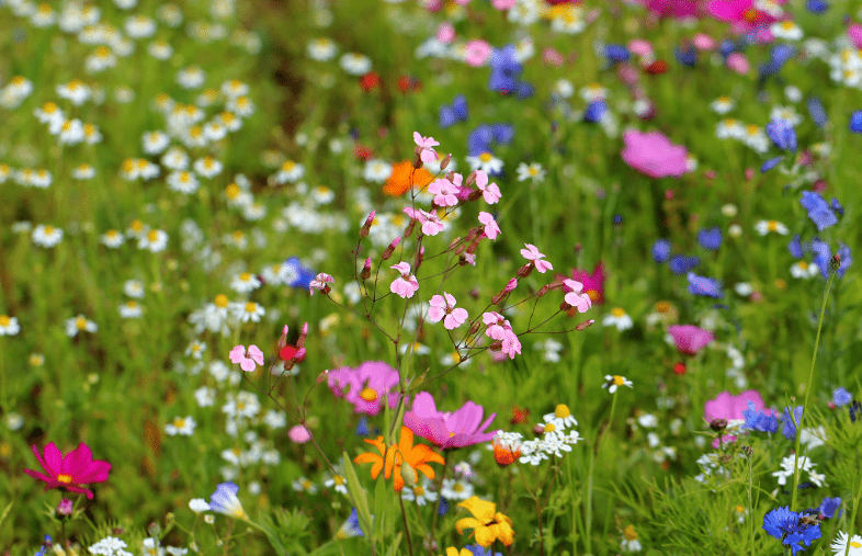 Biodiversity - Wildflowers in a meadow